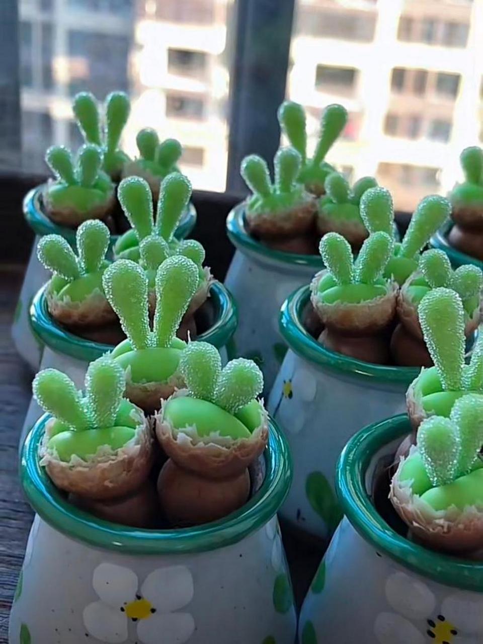 小兔子多肉是不是挺好看