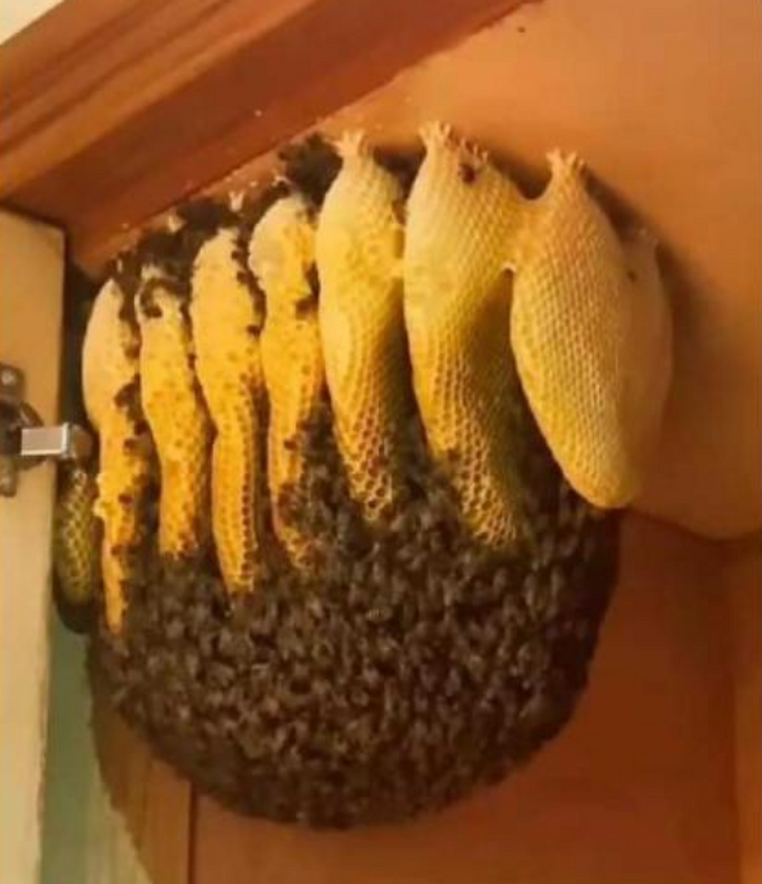 蜂蜜飞进房间里怎么办(蜂蜜跑到家里来了是好事吗)