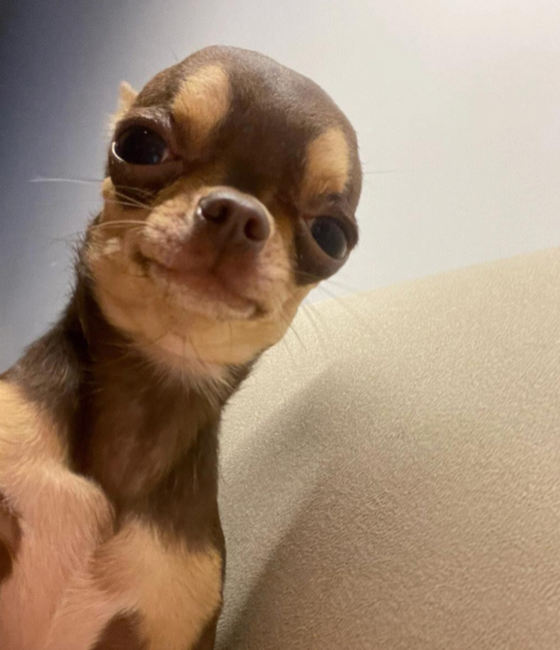 吉娃娃自拍照,丑萌丑萌的!