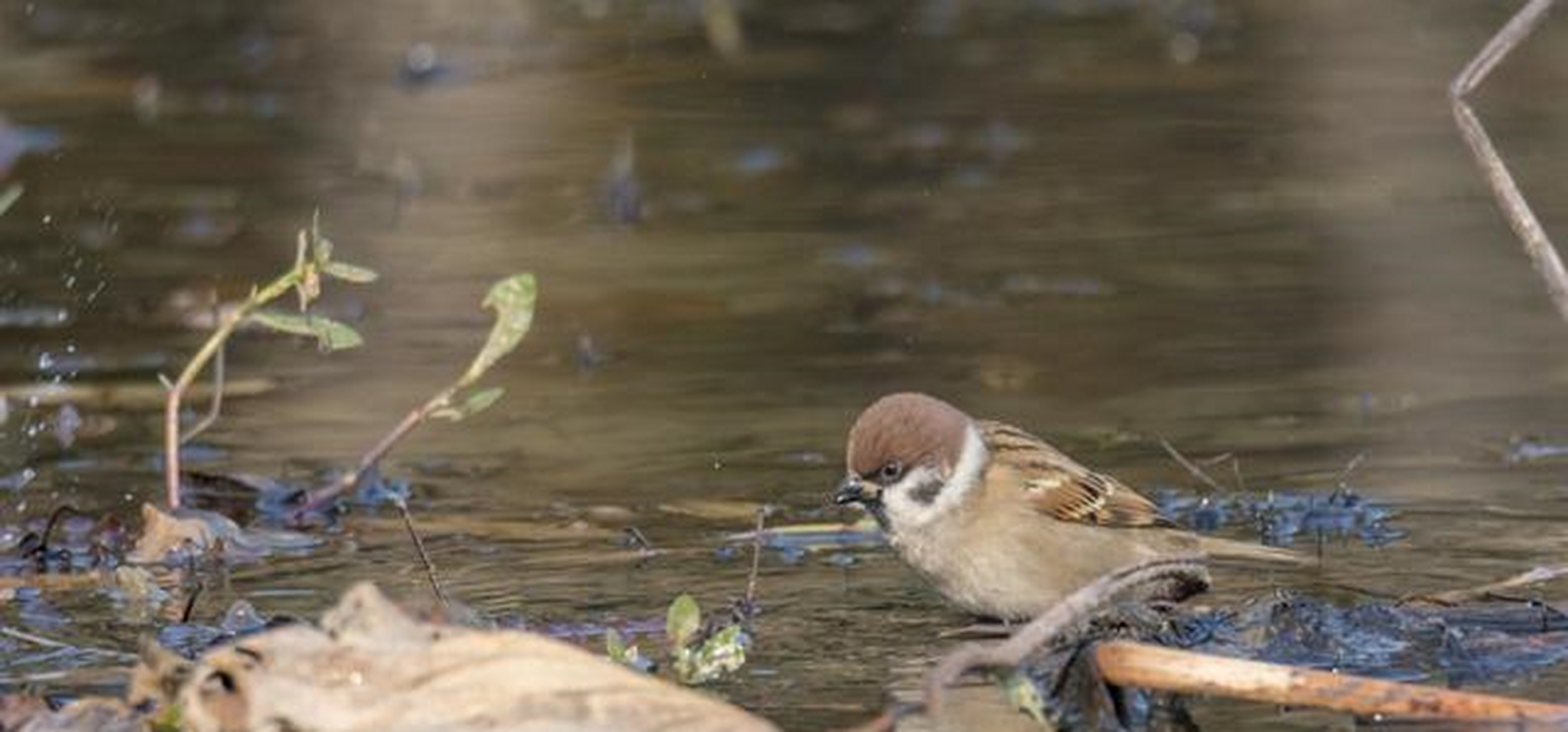 一组麻雀洗澡的照片,不是很突出