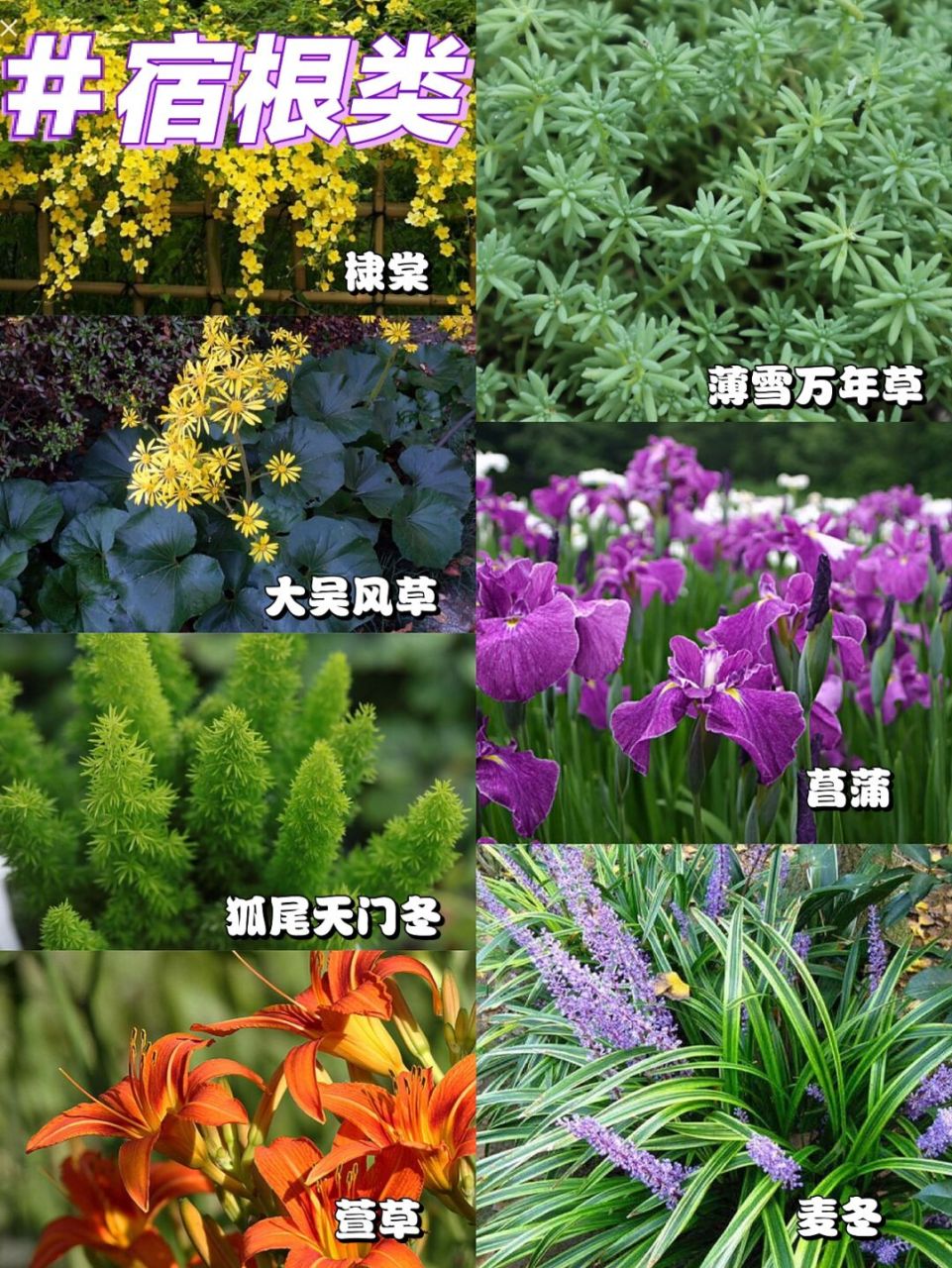 榉树花期图片