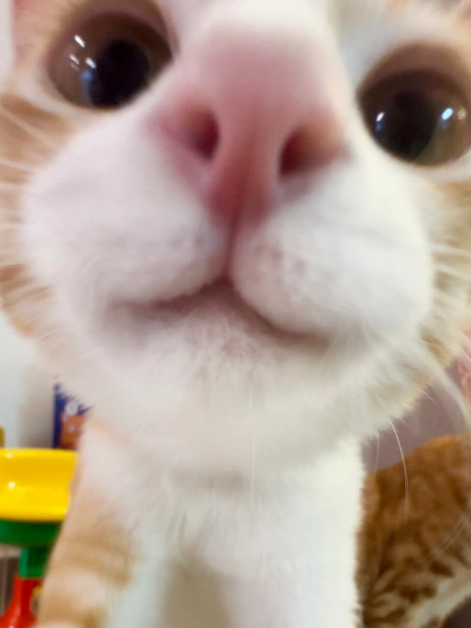 好可爱啊 看到这些你是不是想要换头像