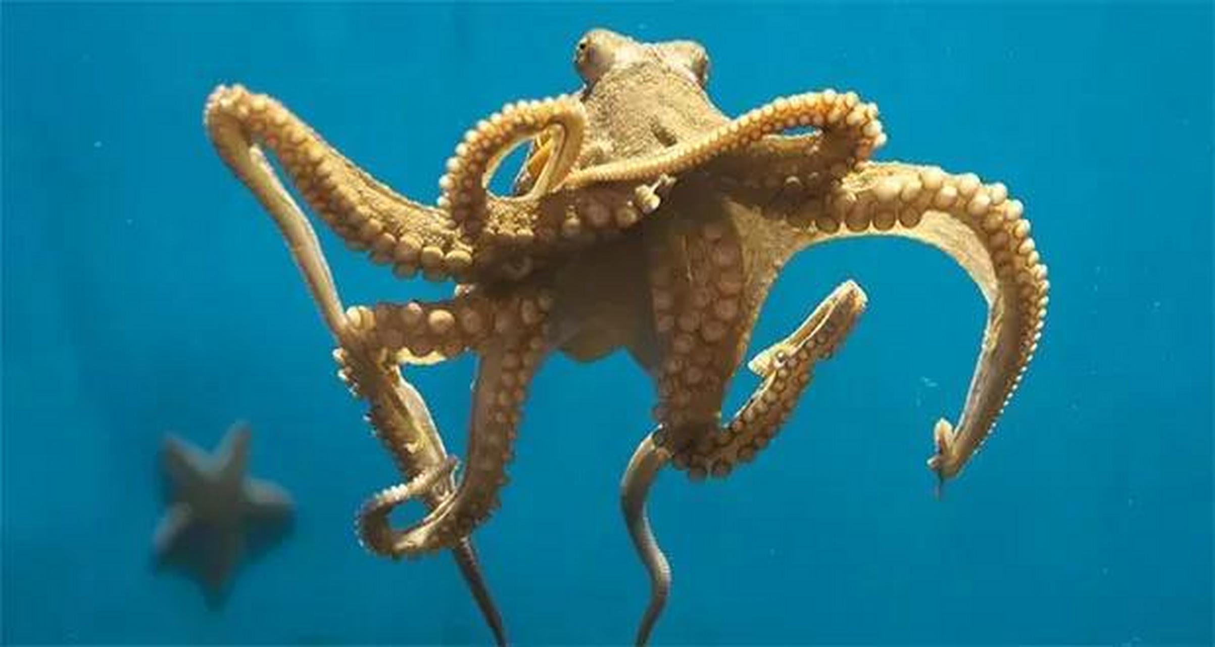 与其他动物不同,章鱼有九个大脑.