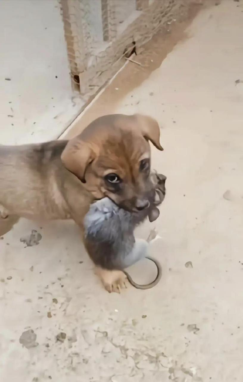 这真是狗拿耗子