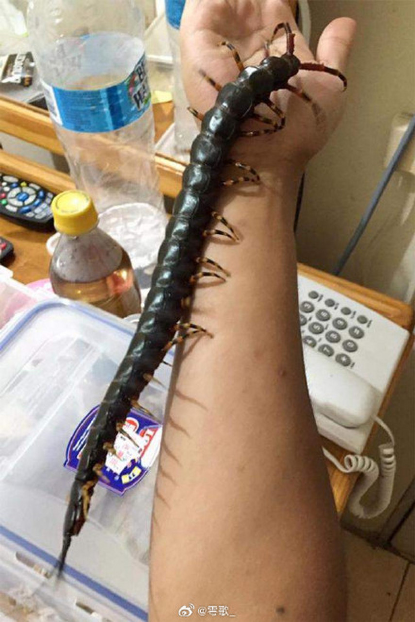 海关在对国际邮包进行检査时,发现了10只活跃的加拉帕戈斯巨型蜈蚣
