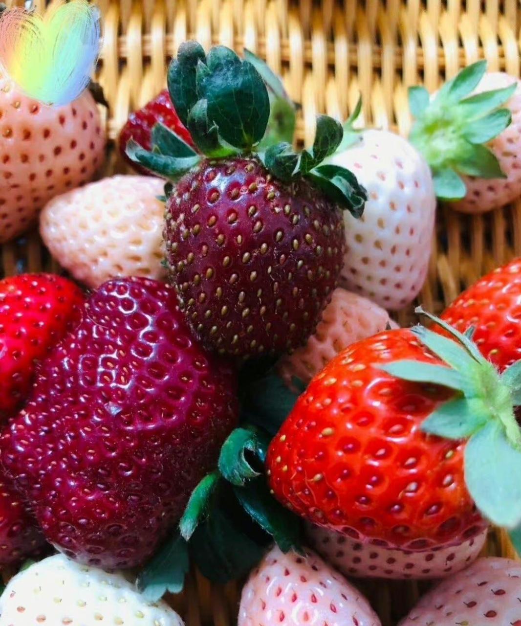 没想到草莓的颜色也是这么丰富,你吃过几种?