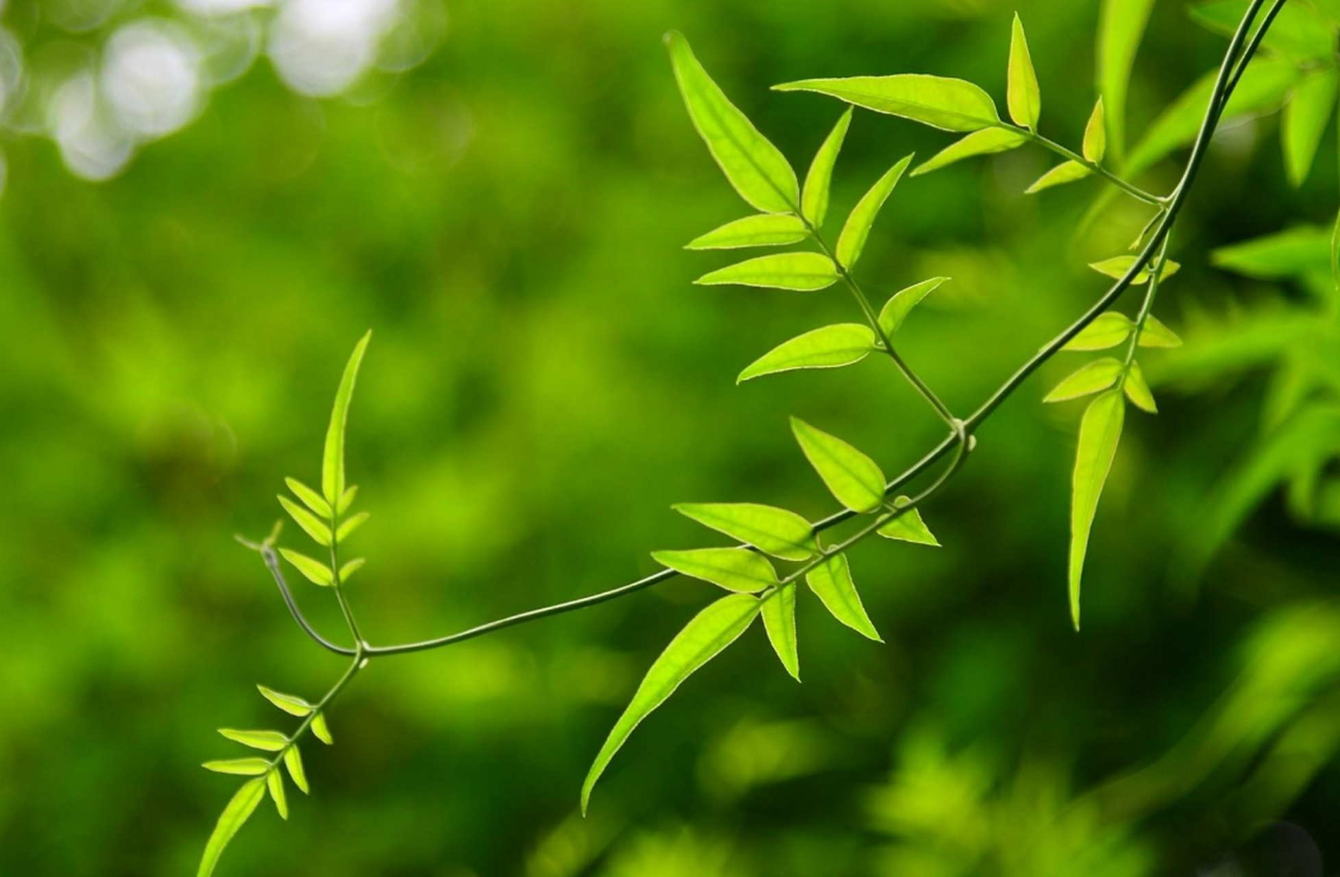 但是,这种保护作用并不是通过直接看绿色物品或物体实现的.