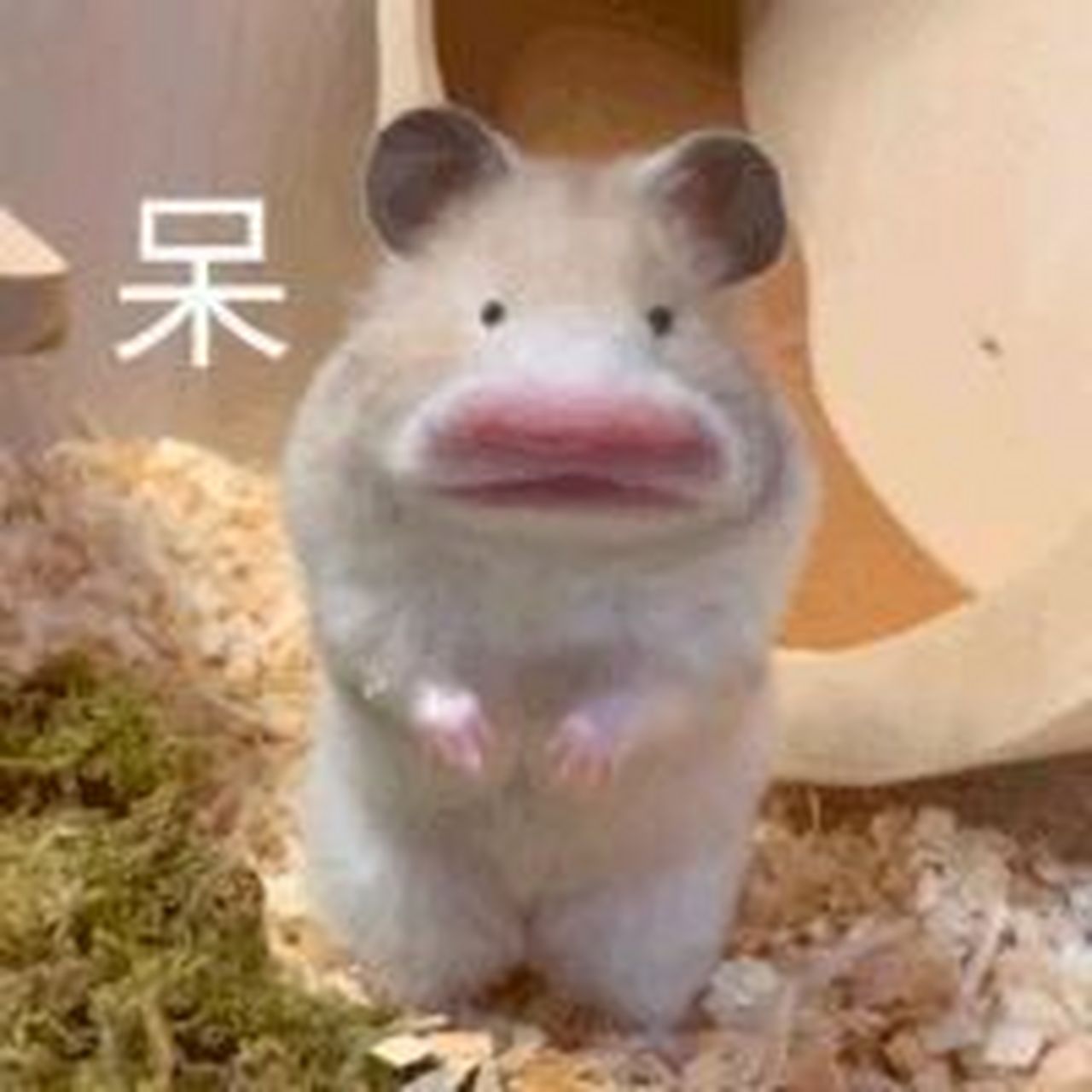 来丰富一下鼠鼠表情包～ #表情包# #表情包分享# #搞笑表情包# #沙雕