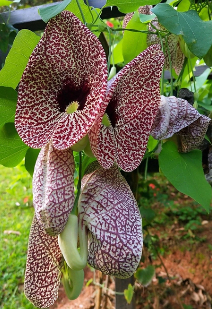 全球最丑的植物,有的还奇臭无比,谁碰上谁恶心!