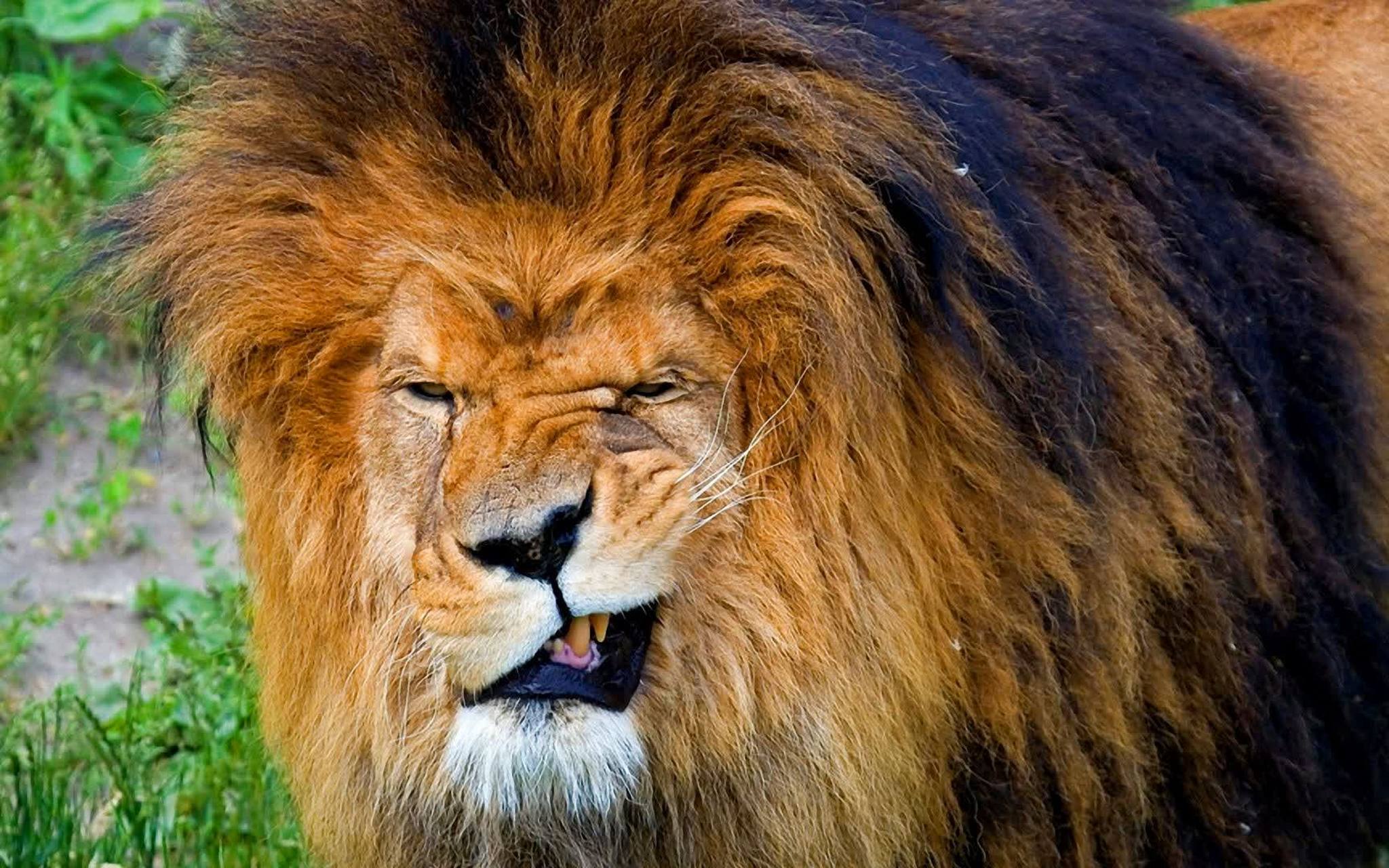 为什么狮子不会攻击坐在野生动物园观光车里的人?