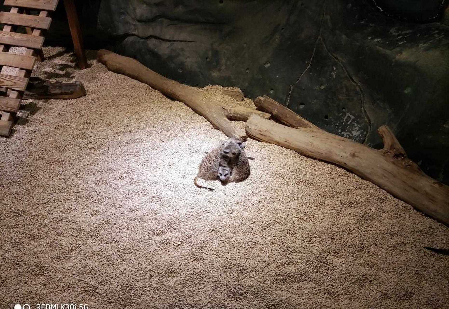 天津和平区的天河城里有个室内主题动物园你去过吗?