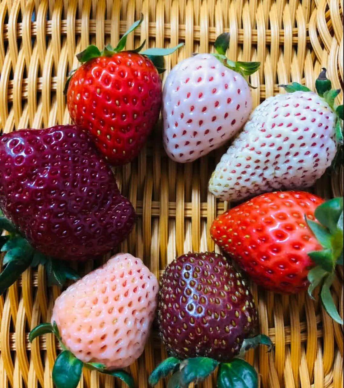 原来草莓可以有这么多颜色,你吃过几种呢?  #我们都爱八卦#[大笑]