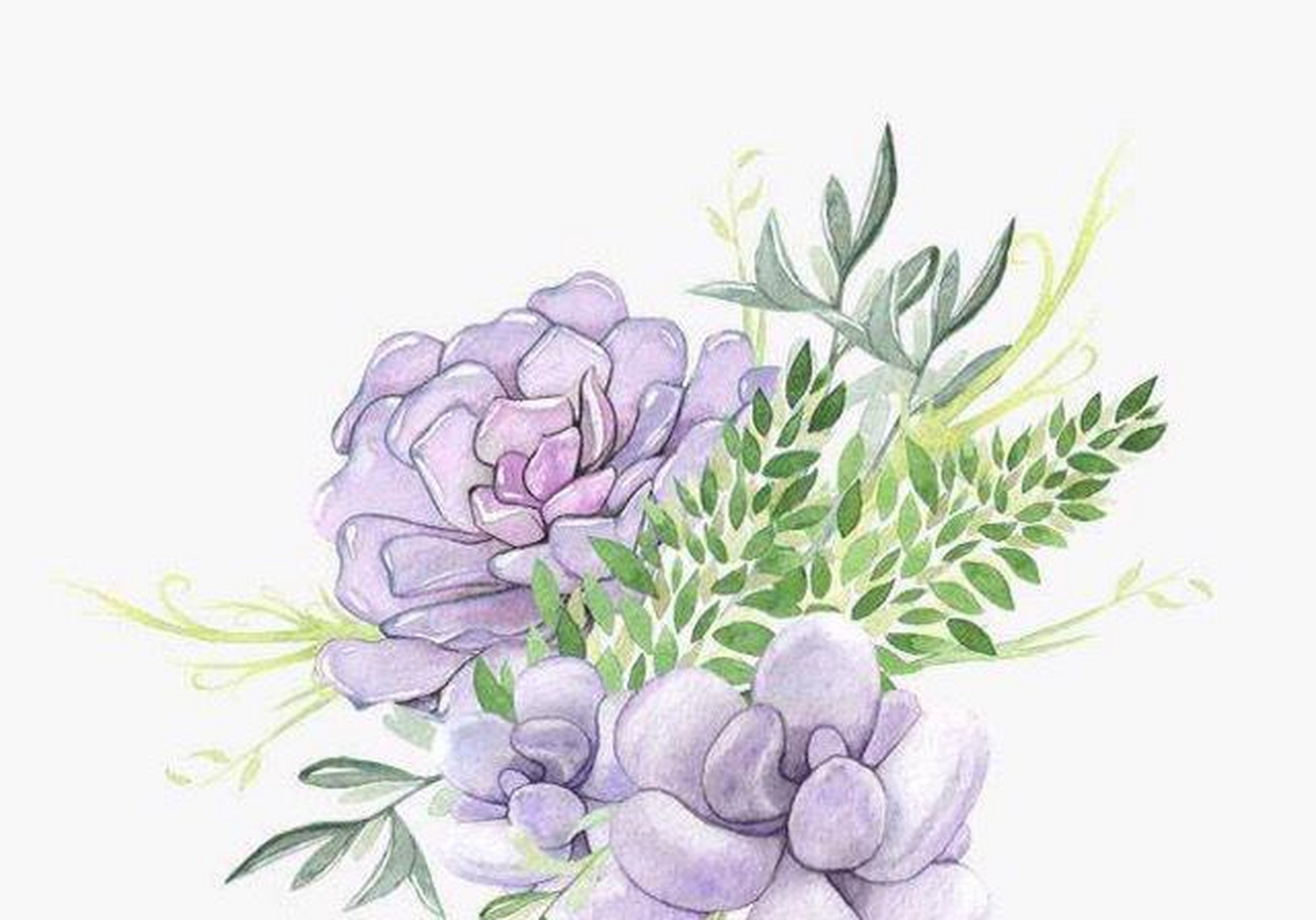 水彩手绘多肉系列