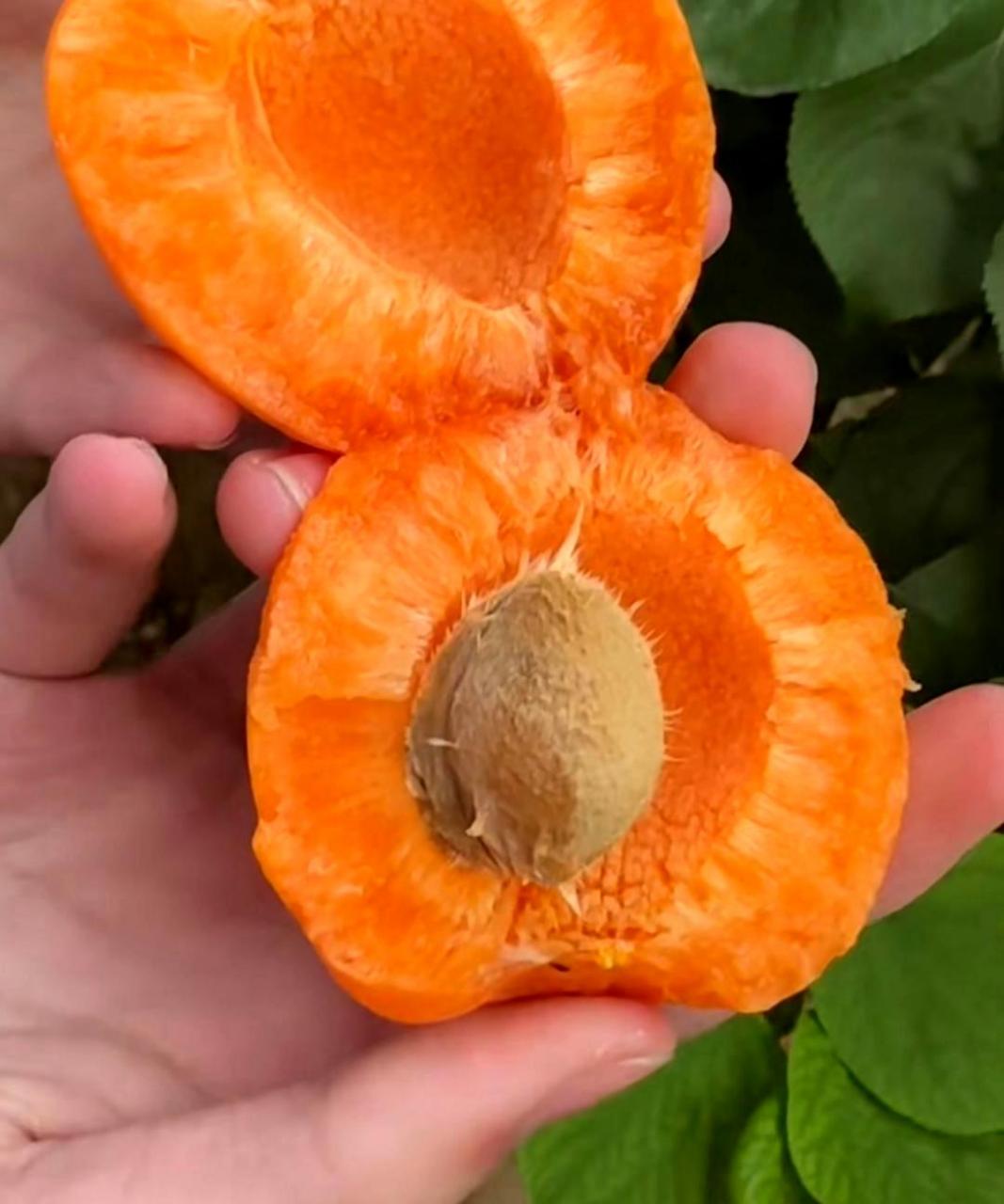 你已经多久没有品尝杏子了?看着这个被掰开的杏子,真是让人垂涎欲滴!