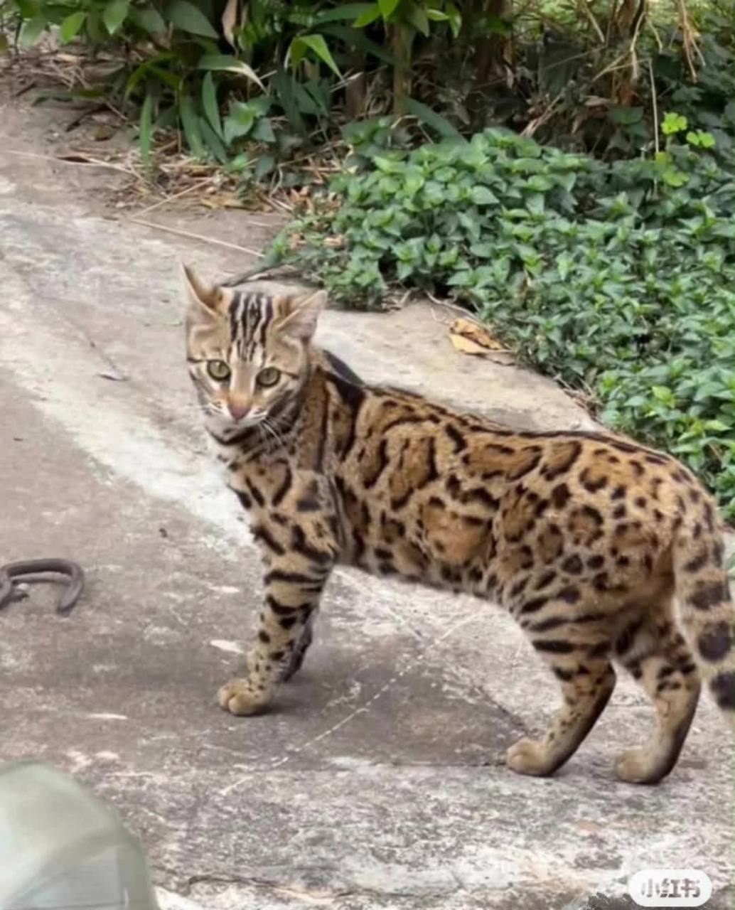 我在公园看到的流浪猫长得像豹子[二哈]