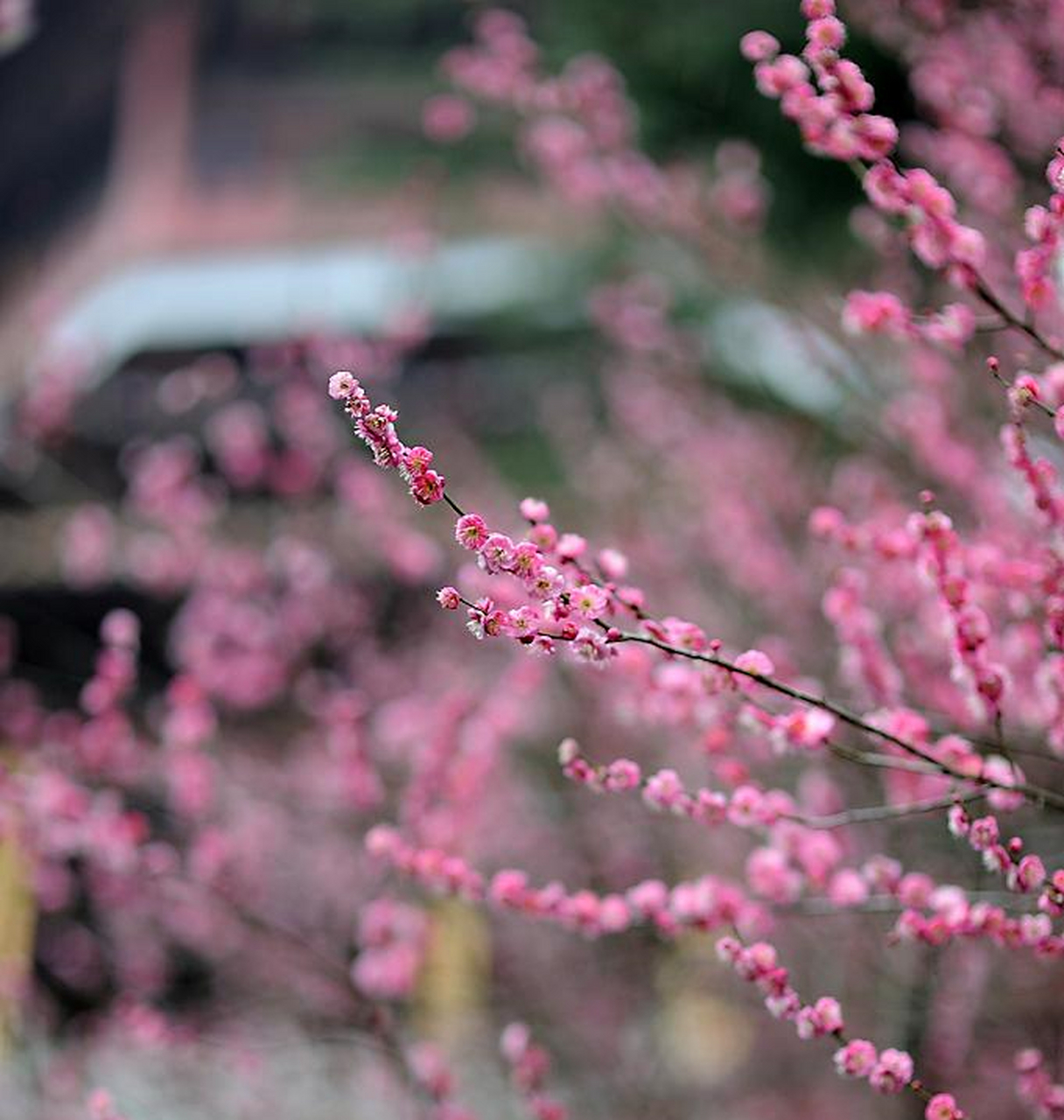 南京市花(南京市花园中学)