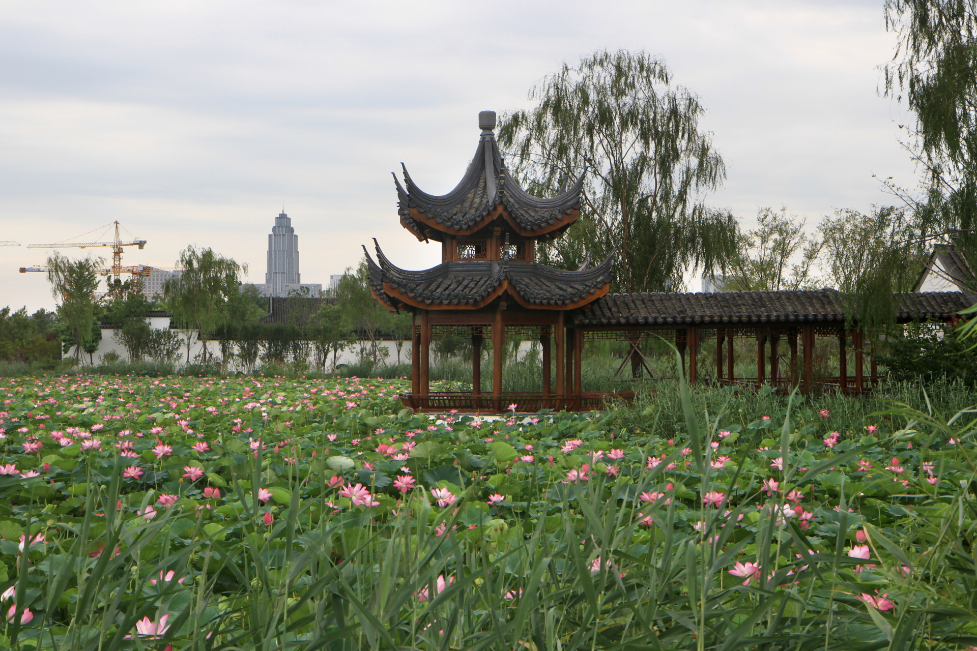 水西公园小水西,与枕溪廊隔着荷塘相守相望,荷花开时是最美的时候.