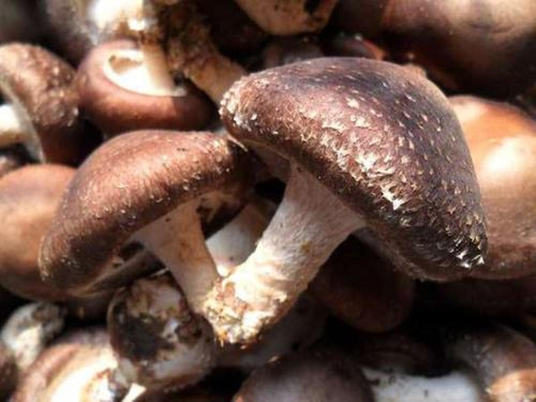 兴隆香菇是河北省承德市兴隆县的特产.