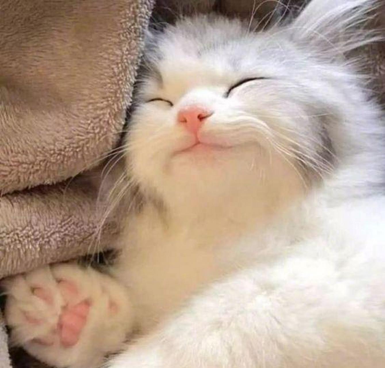 小奶猫睡觉的样子,真的是太可爱了,好想亲一口.[期待]