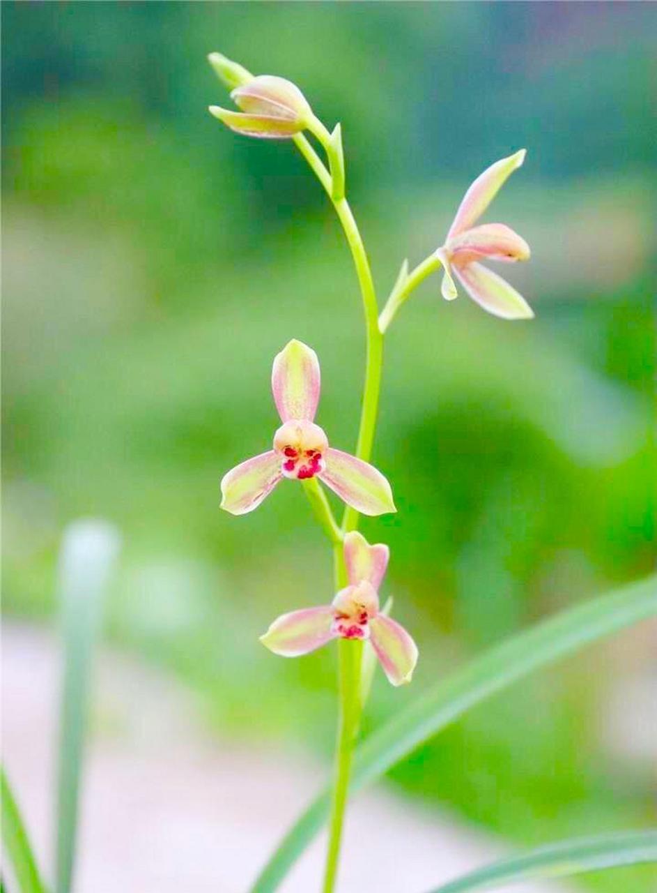 福建漳州花仙谷的建兰精彩梅开品,发出来与大家共赏,精彩梅除了花瓣带