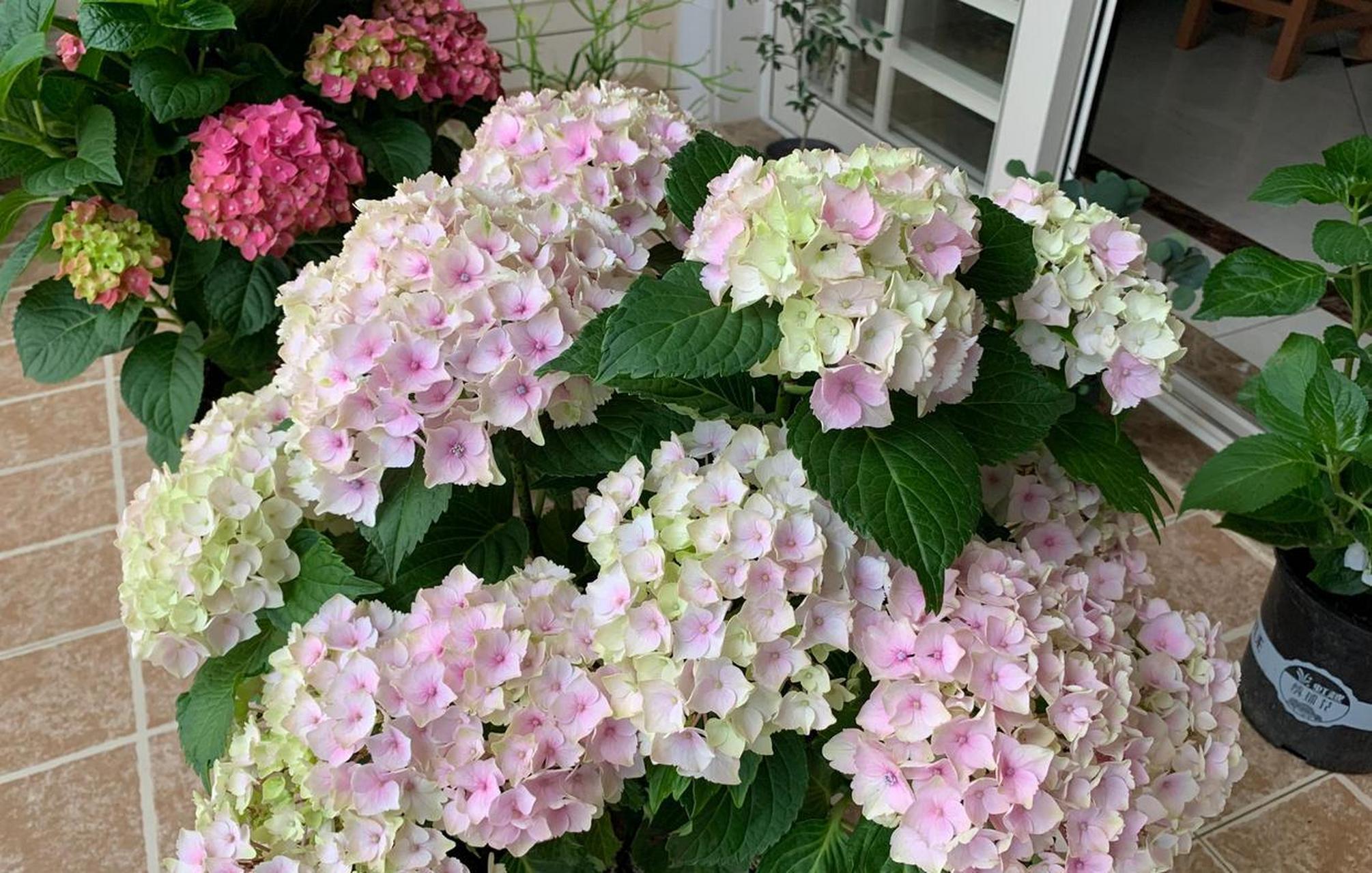 绣球花界的"颜值担当"——魔幻海洋,花球超级大,直径可达30cm,小花