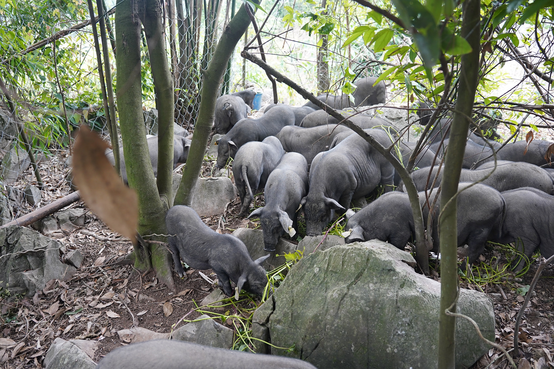 放养的环江香猪,肉质非常好#环江香猪