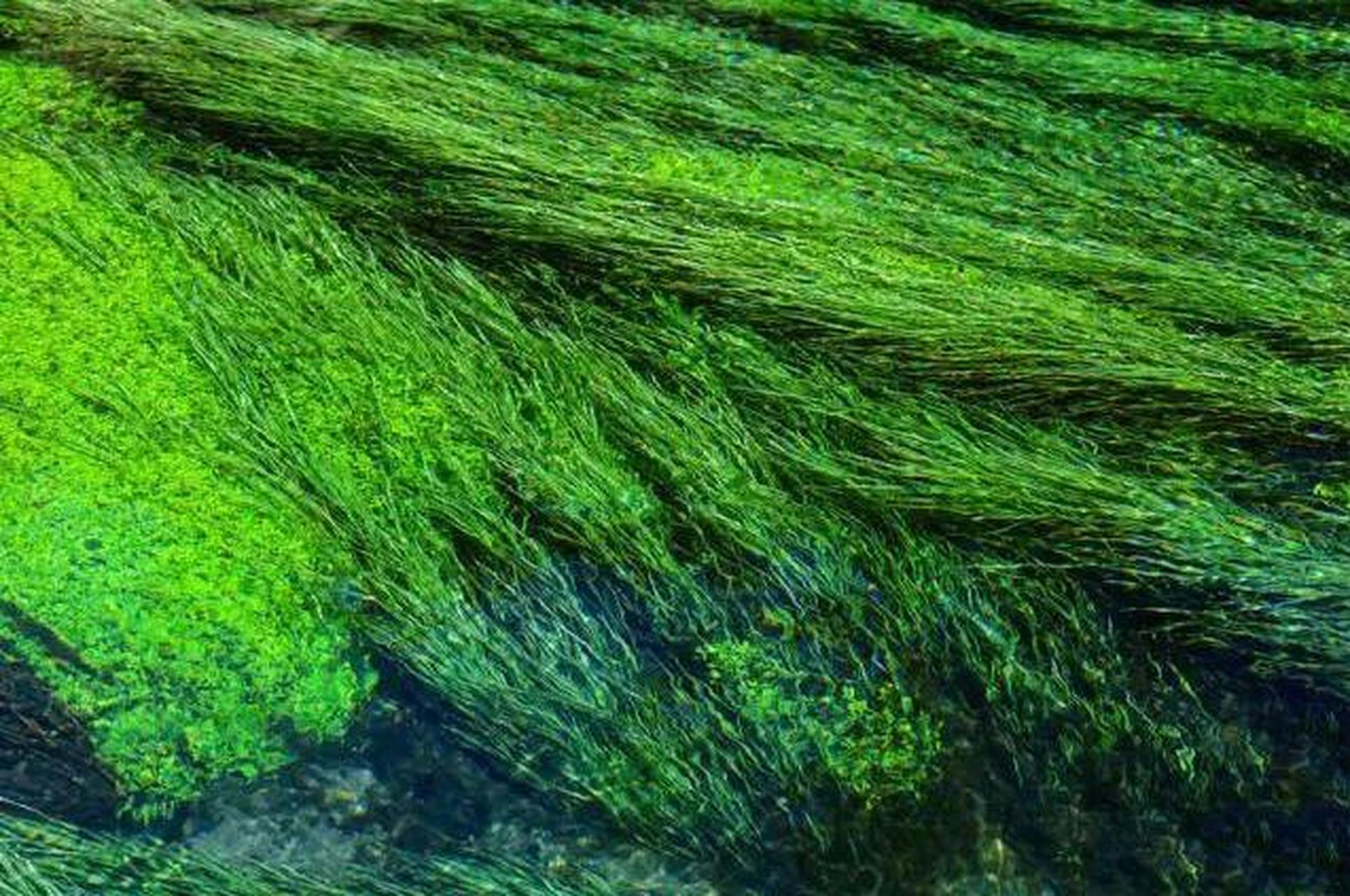 细长的水草成片地倒伏在流水里,随水浮动,好像没人梳理的绿头发,摊开