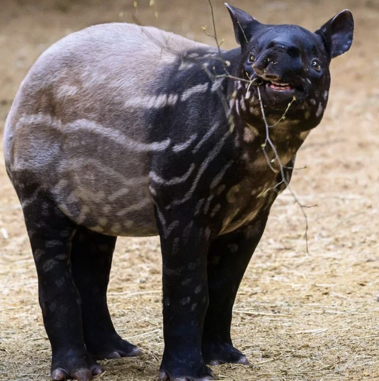 名称:马来貘,印度貘,亚洲貘  英文名:asian tapir  分类:奇蹄目貘科