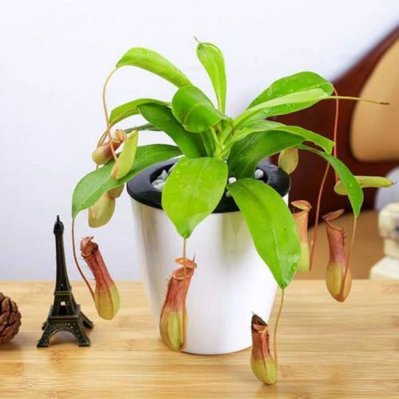 "捕蚊高手"猪笼草 🌵名称:猪笼草 🪴别名:猴子