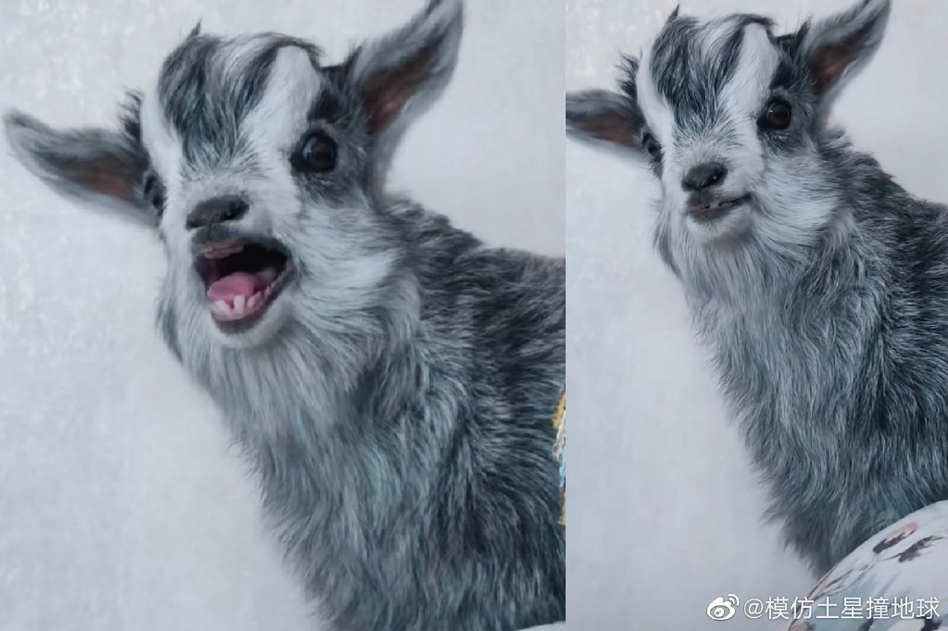 有网友晒出自家小羊,长相清秀酷似水墨画 好像假的0267,但确定是