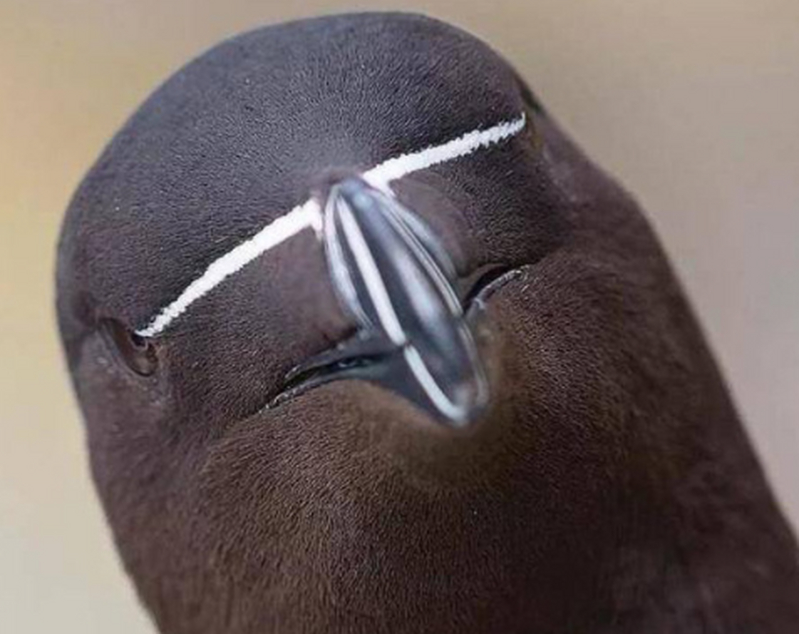 刀嘴海雀的眯眯眼