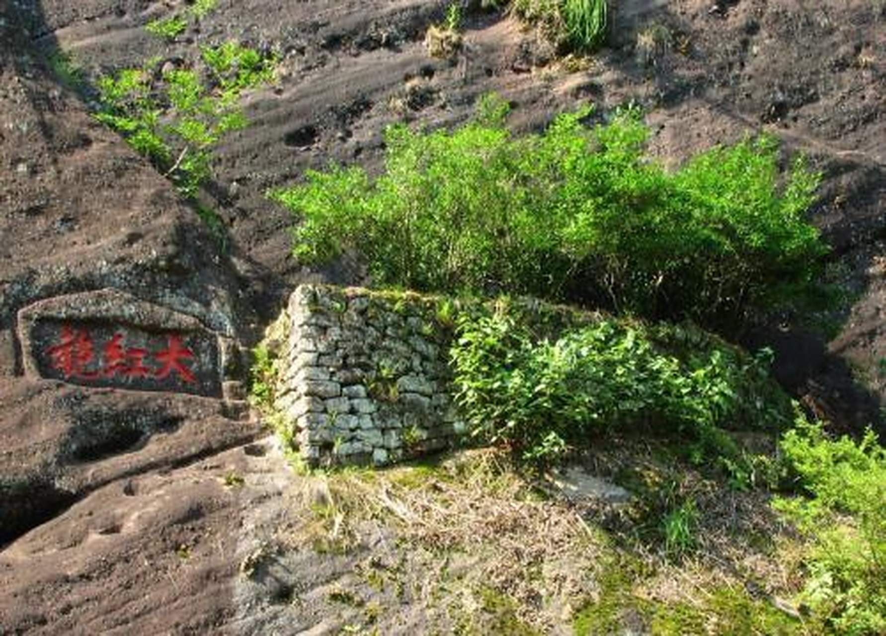 武夷山母树大红袍生长在武夷山九龙窠景区的大红袍母树有三棵六株