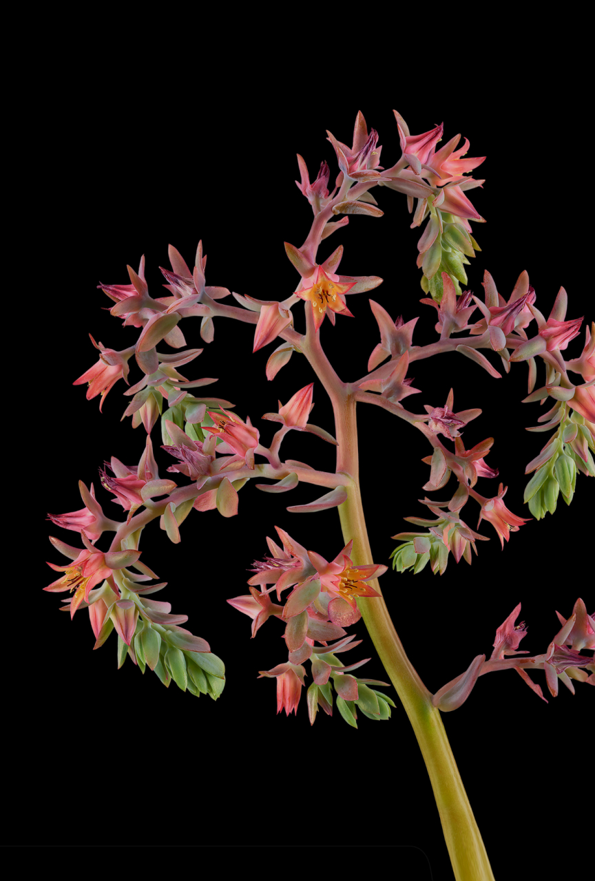 谷歌pixel原生壁纸之bloom