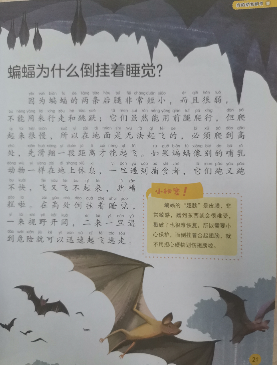 亲子阅读助力孩子快乐成长! 现在我们来一起看看蝙蝠是怎么睡觉的 ..