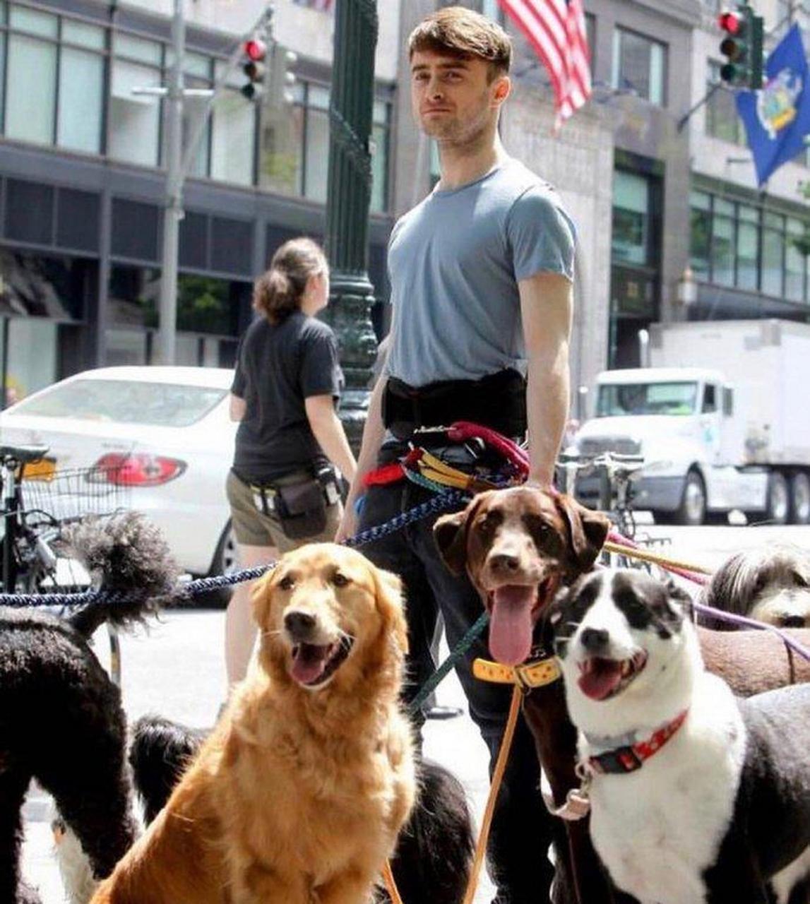 网友:哈利波特,最疯狂的遛狗人……