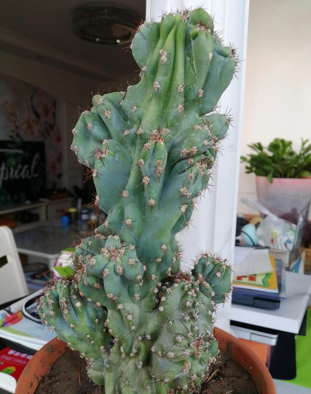 昨天朋友送了盆多肉植物山影,刚刚倒了下盆,看看今年的效果如何?期待