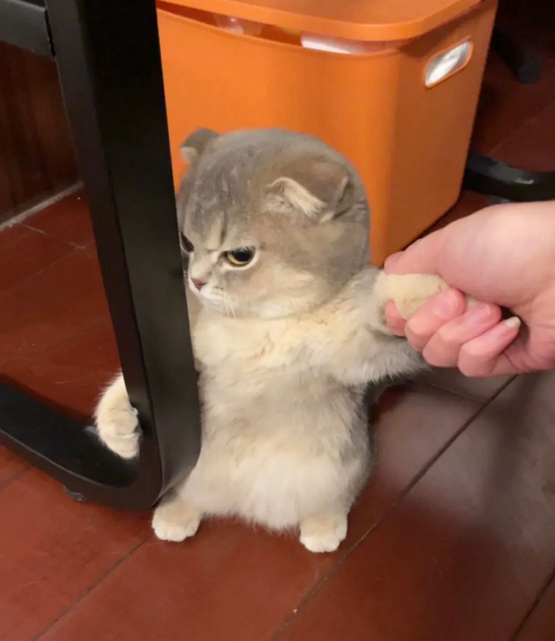 傲娇的猫哥!图片来啦!小小的猫咪怎么还有脾气呢!   #铲屎官的乐趣