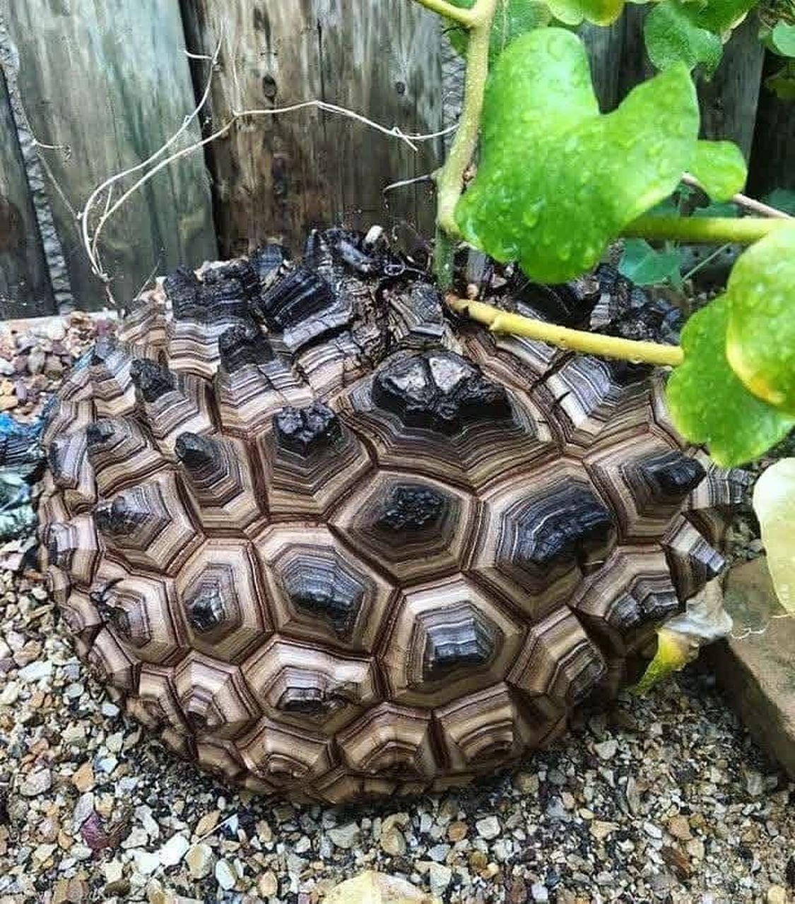 潮流新品巨型块根奇特荒漠植物-南非龟甲龙 南非龟甲龙 学名