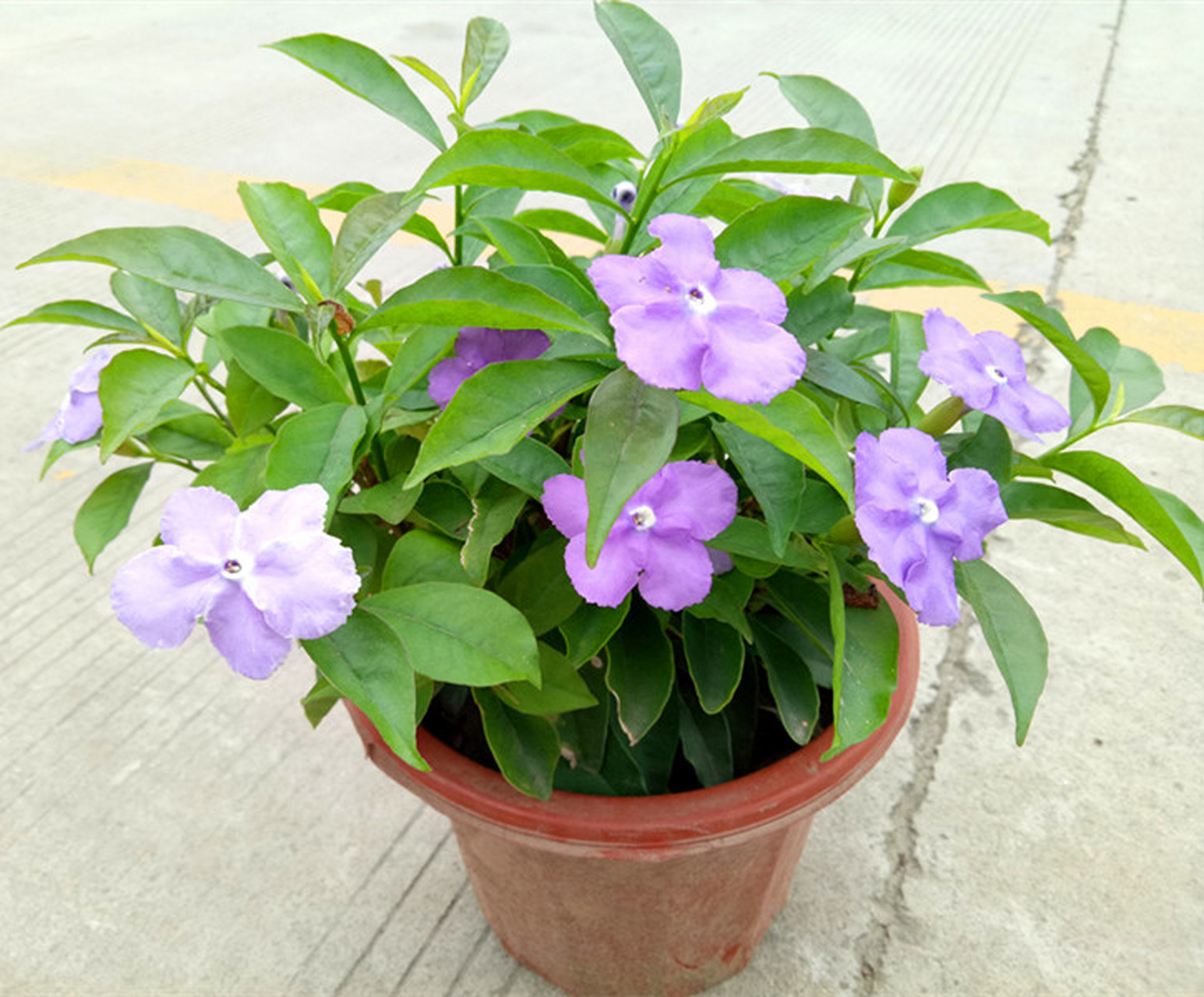 今天,我们就来聊一聊盆栽紫茉莉的养殖方法和注意事项.