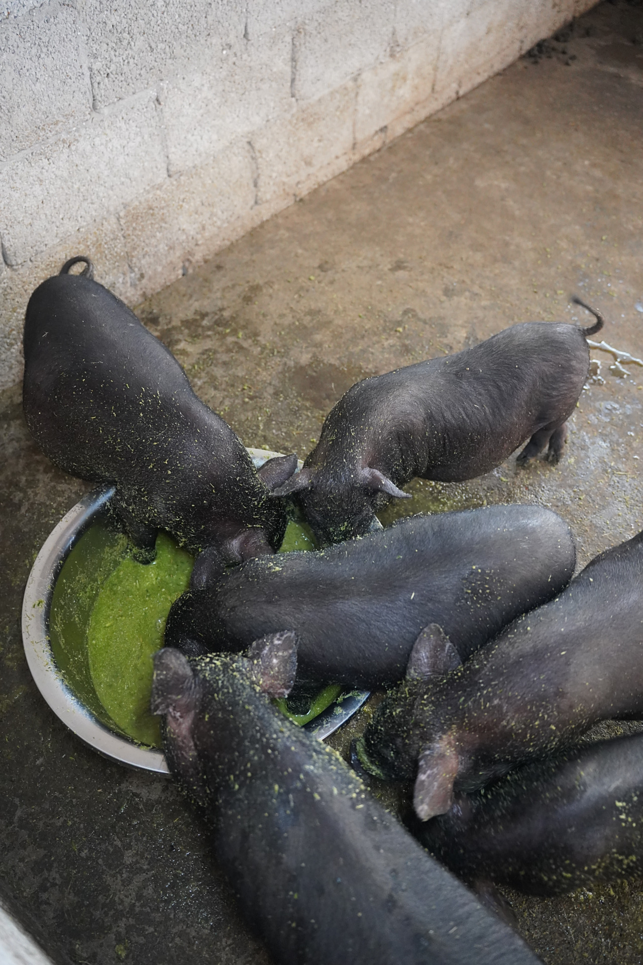 牧草喂环江香猪#环江香猪