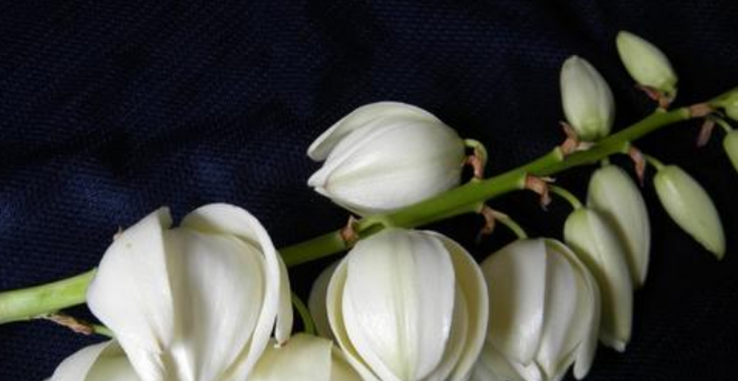 丝兰别名:软叶丝兰,毛边丝兰,洋波萝,百合科丝兰属植物.