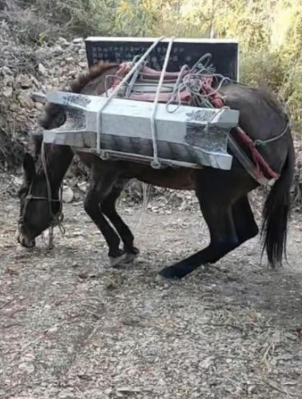 老子可不是生产队的驴,该休息就得休息.