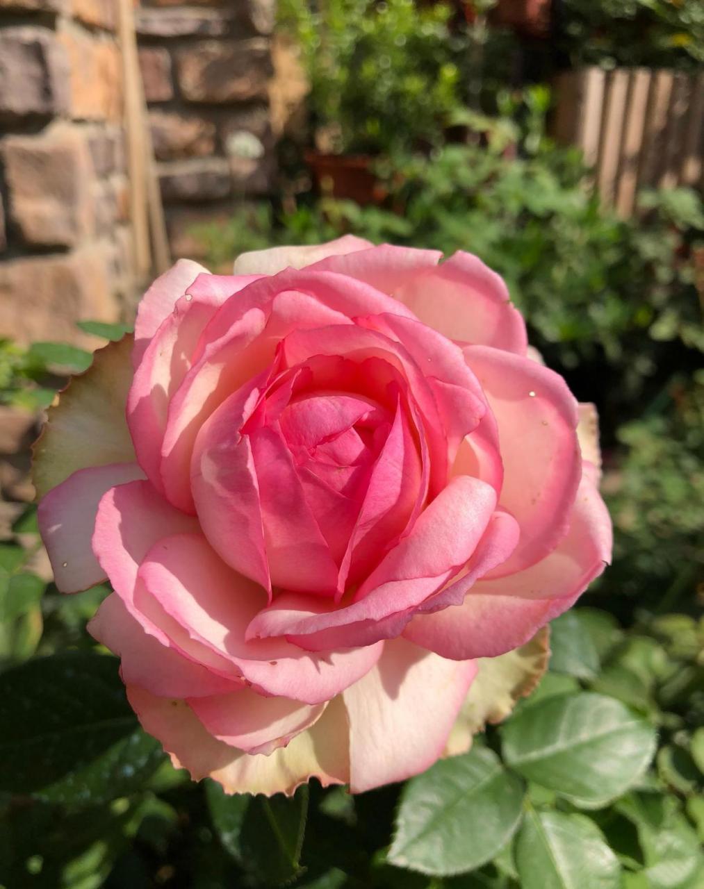 香水月季"乐天派",植株高度30~50公分,树形直立,叶色翠绿,古典玫瑰的