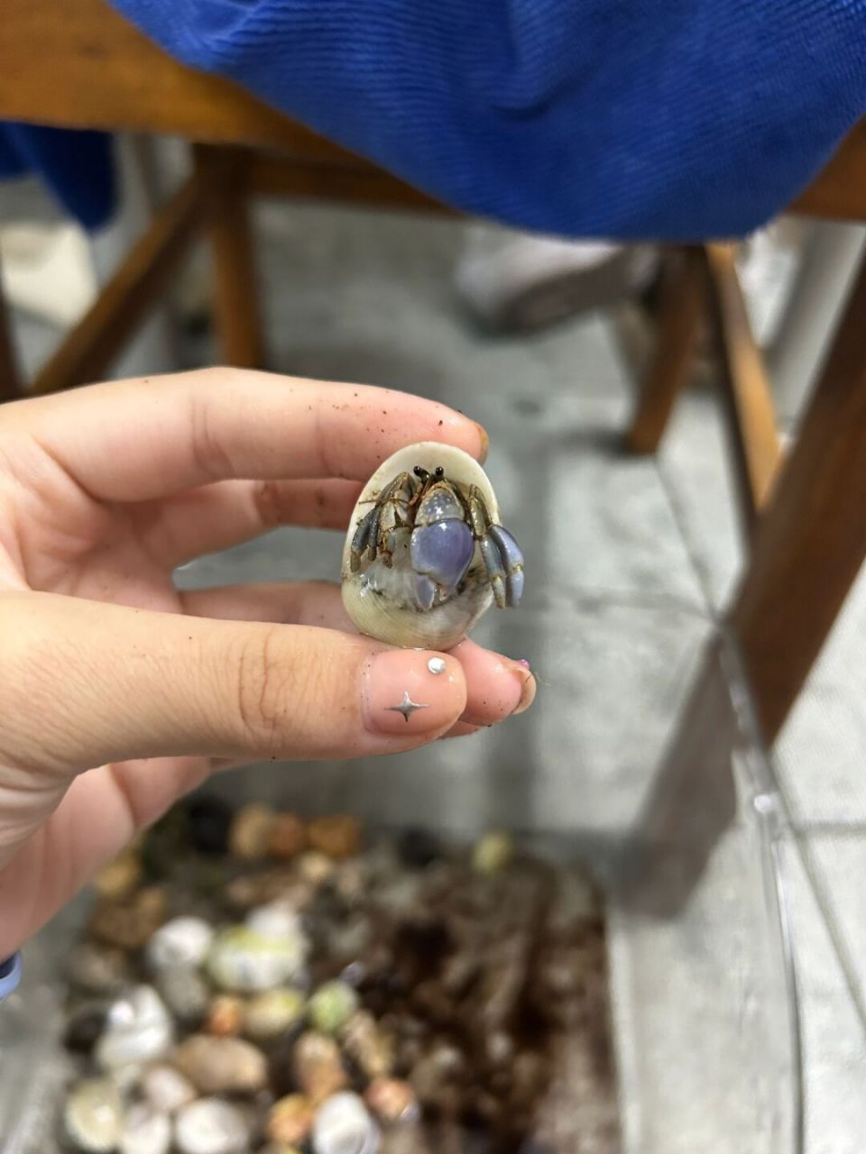 草莓寄居蟹  草莓寄居蟹是一种生活在热带和亚热带海域的节肢动物