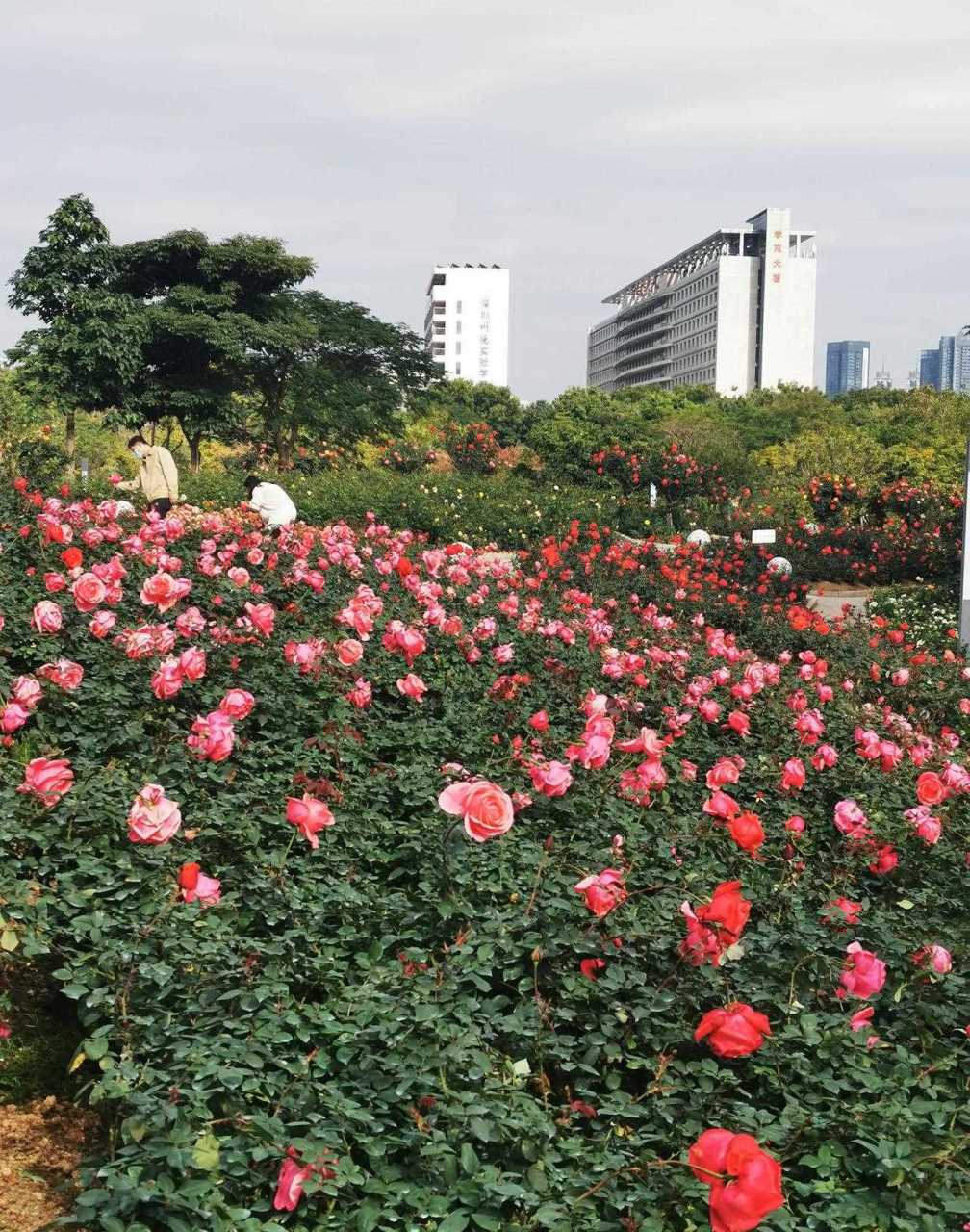 深圳玫瑰园玫瑰花基地图片