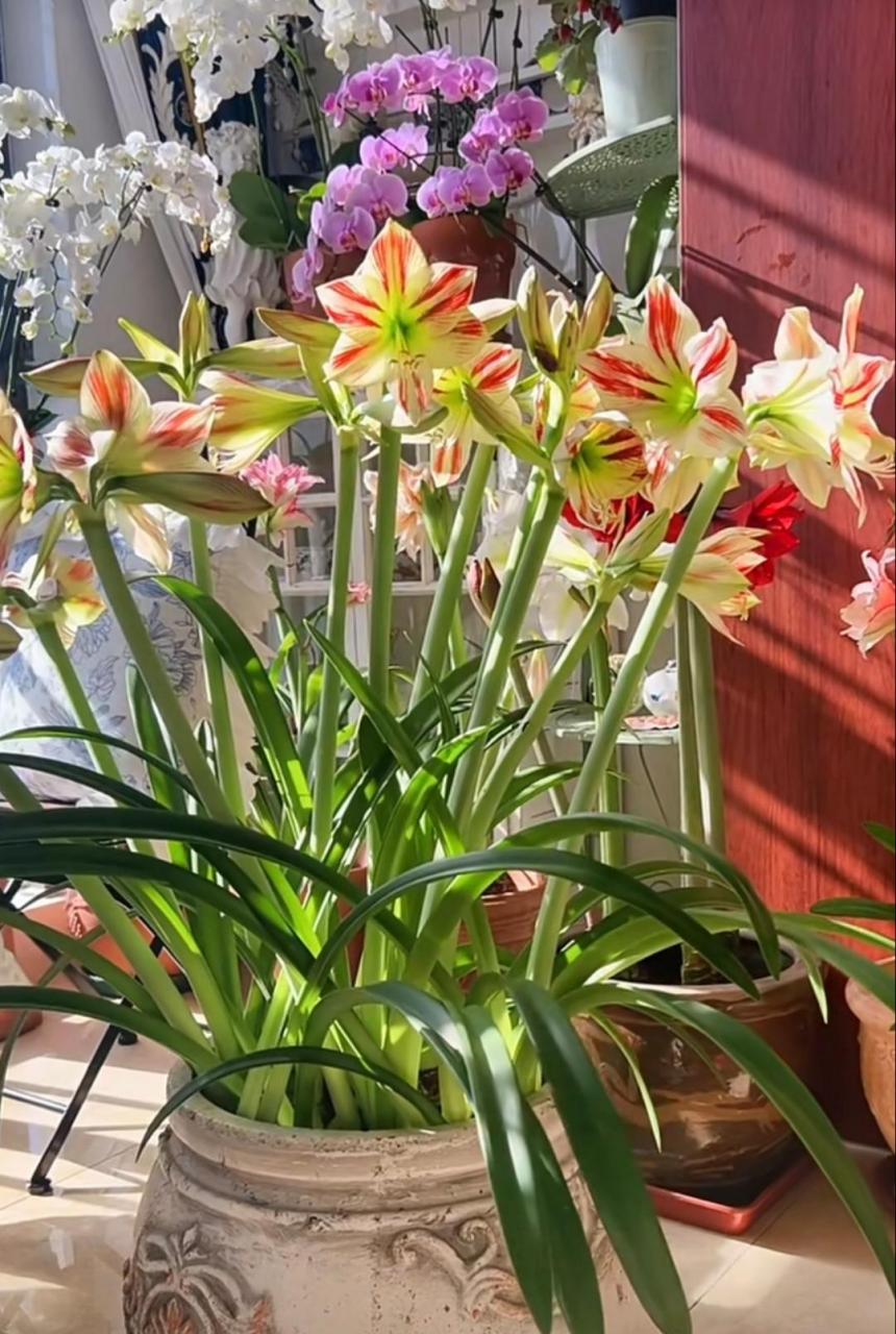 好美的朱顶红 朱顶红"群开之王"氛围,真的好美啊!