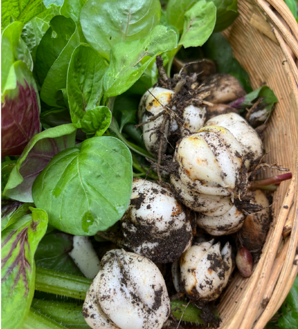 我小时候经常上山找野百合,看到百合花开的地方,马上找过去,挖出球来