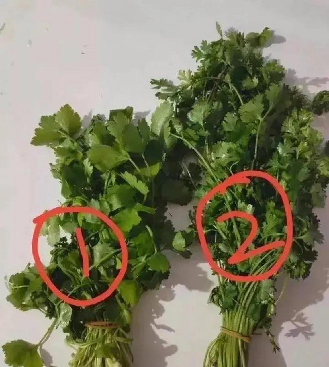 我敢说98%的人都不确定哪一种是香菜! #趣图搞笑