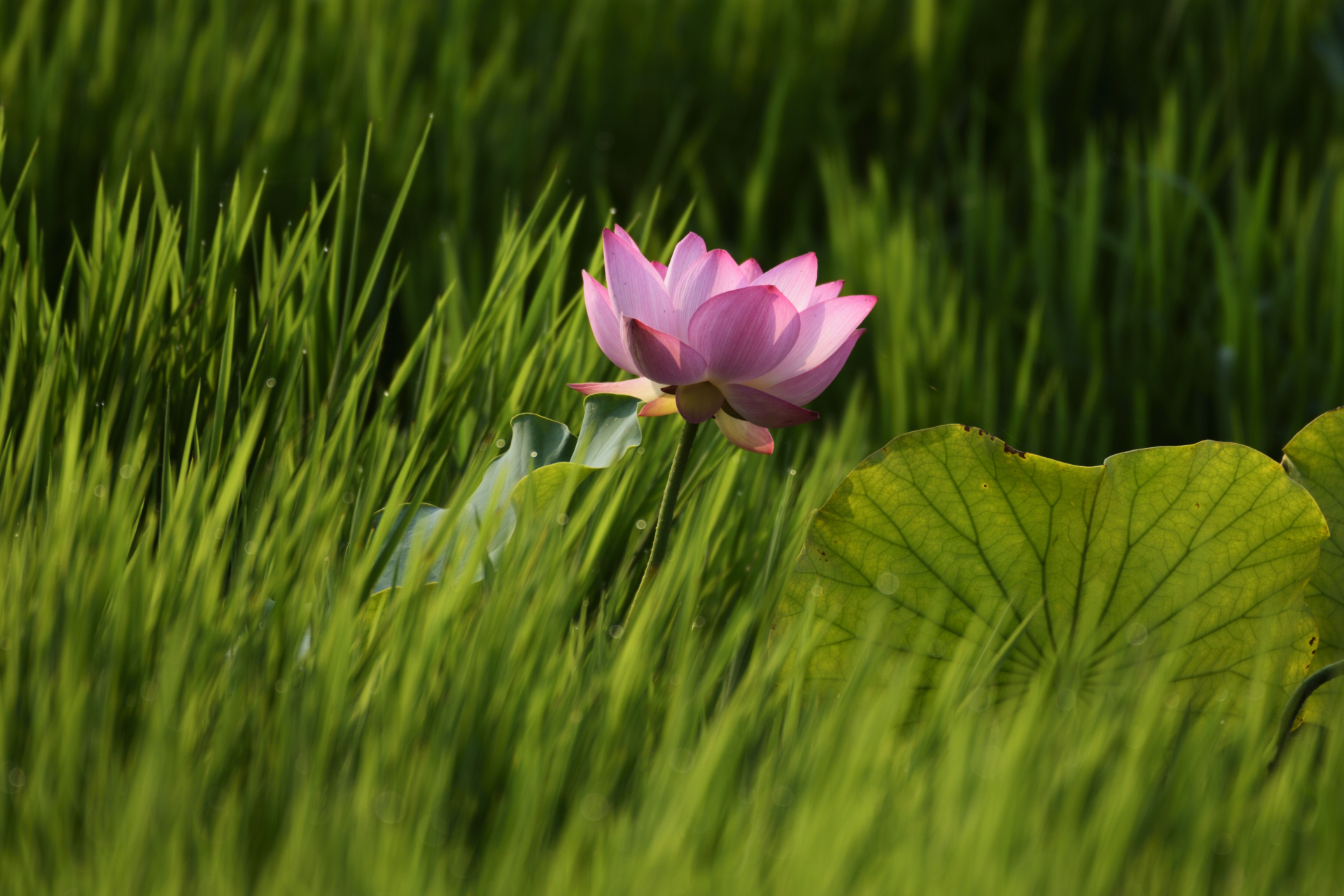 爱莲说# 夏至荷花盛开的时节,北宋理学家周敦颐的《爱莲说》"出淤泥