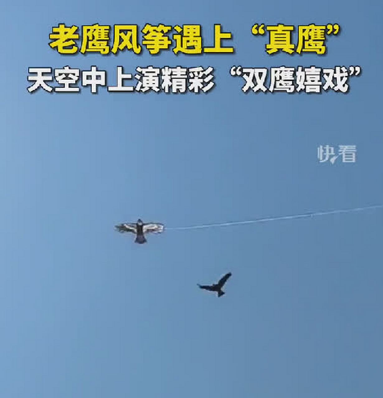 鹰:姐姐,你一个人,姐姐,你说话[三哈][开心]